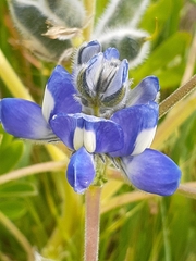 Lupinus cosentinii