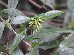 Peddiea africana