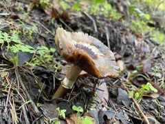 Cortinarius ohlone
