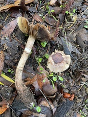 Cortinarius ohlone