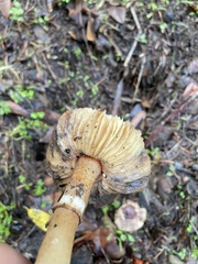 Cortinarius ohlone