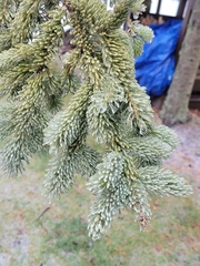 Picea glauca