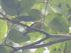 Chalcoparia singalensis