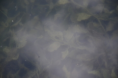 Potamogeton lucens