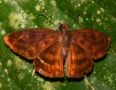 Anastrus sempiternus