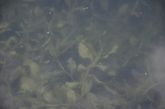 Potamogeton lucens
