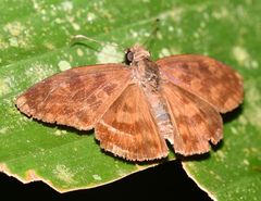 Anastrus sempiternus