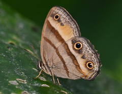 Cissia penelope