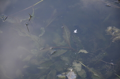 Potamogeton lucens