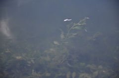 Potamogeton lucens