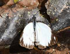 Pieriballia viardi