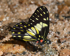 Catasticta sisamnus