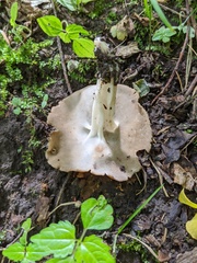 Helvella
