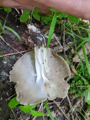 Helvella