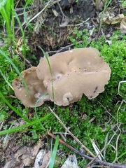Helvella