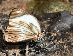 Pieriballia viardi