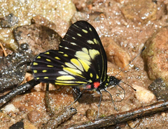 Catasticta sisamnus