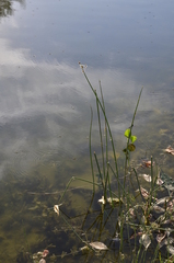 Schoenoplectus tabernaemontani