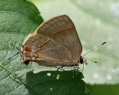 Lamprospilus orcidia