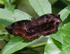 Achlyodes busirus