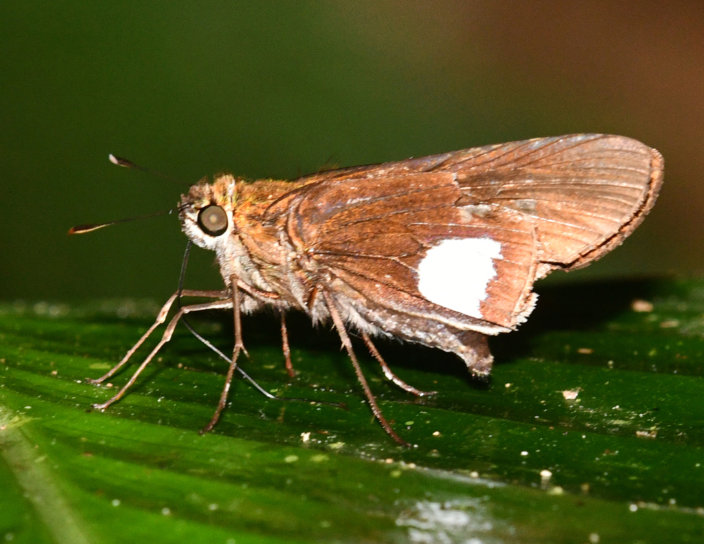 Panoquina luctuosa