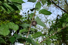 Aristolochia debilis