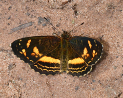 Telenassa berenice