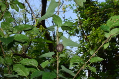 Aristolochia debilis