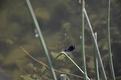 Schoenoplectus tabernaemontani