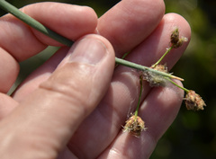 Schoenoplectus tabernaemontani