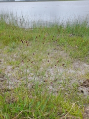 Eryngium ebracteatum