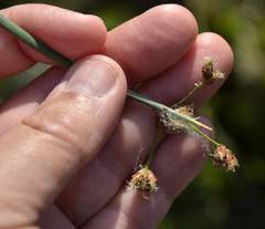 Schoenoplectus tabernaemontani