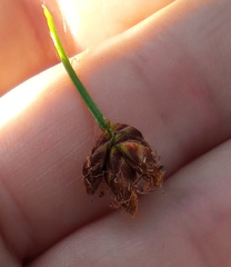 Schoenoplectus tabernaemontani