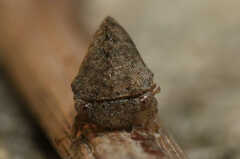 Cyrtolobus