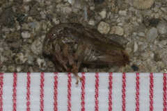 Cyrtolobus