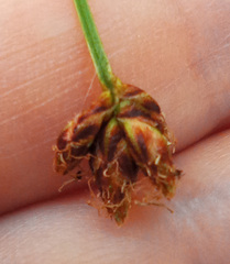 Schoenoplectus tabernaemontani