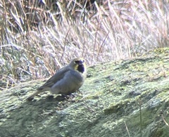 Melanodera xanthogramma