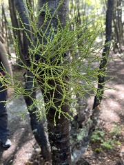 Misodendrum punctulatum