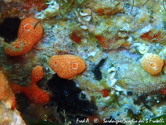 Didemnum pseudofulgens