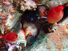 Halocynthia papillosa