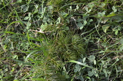 Ceratophyllum demersum