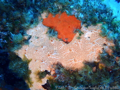 Hemimycale columella