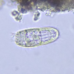 Colepidae