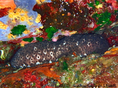 Holothuria sanctori