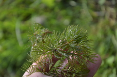 Ceratophyllum demersum