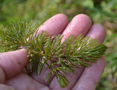 Ceratophyllum demersum