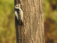 Yungipicus canicapillus