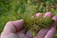 Ceratophyllum demersum