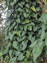 Philodendron