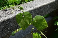 Thladiantha nudiflora